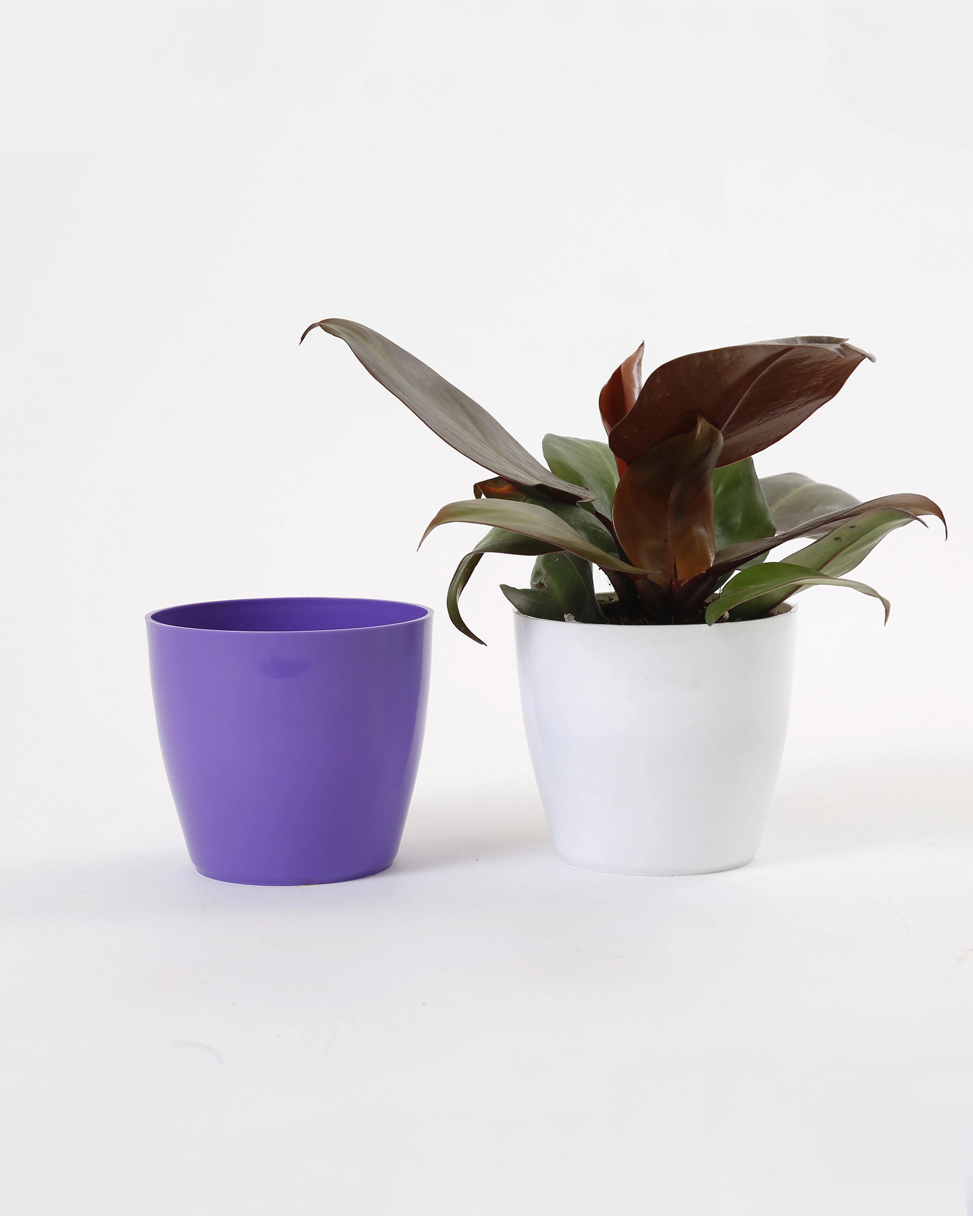 4 Inch Violet Singapore Pot (105mm)